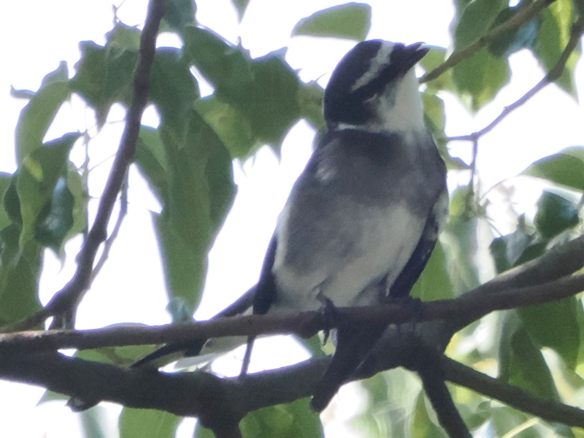 Photo of Ryukyu Minivet at 油山片江展望台 by ぽぽぽ