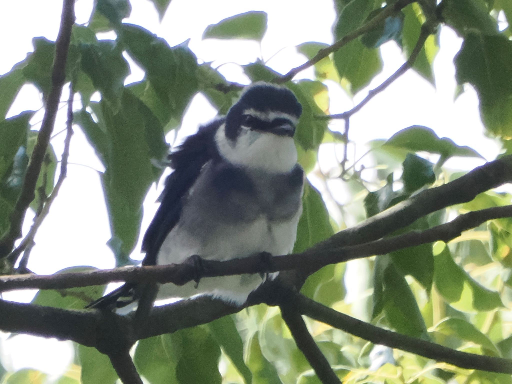 Photo of Ryukyu Minivet at 油山片江展望台 by ぽぽぽ