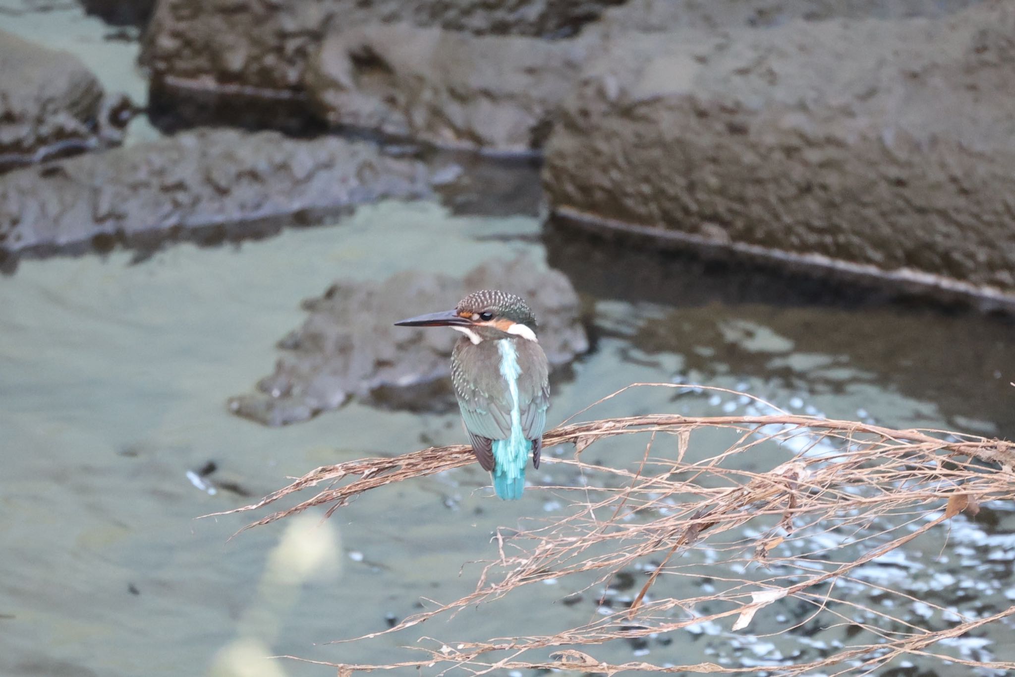 川崎 カワセミの写真