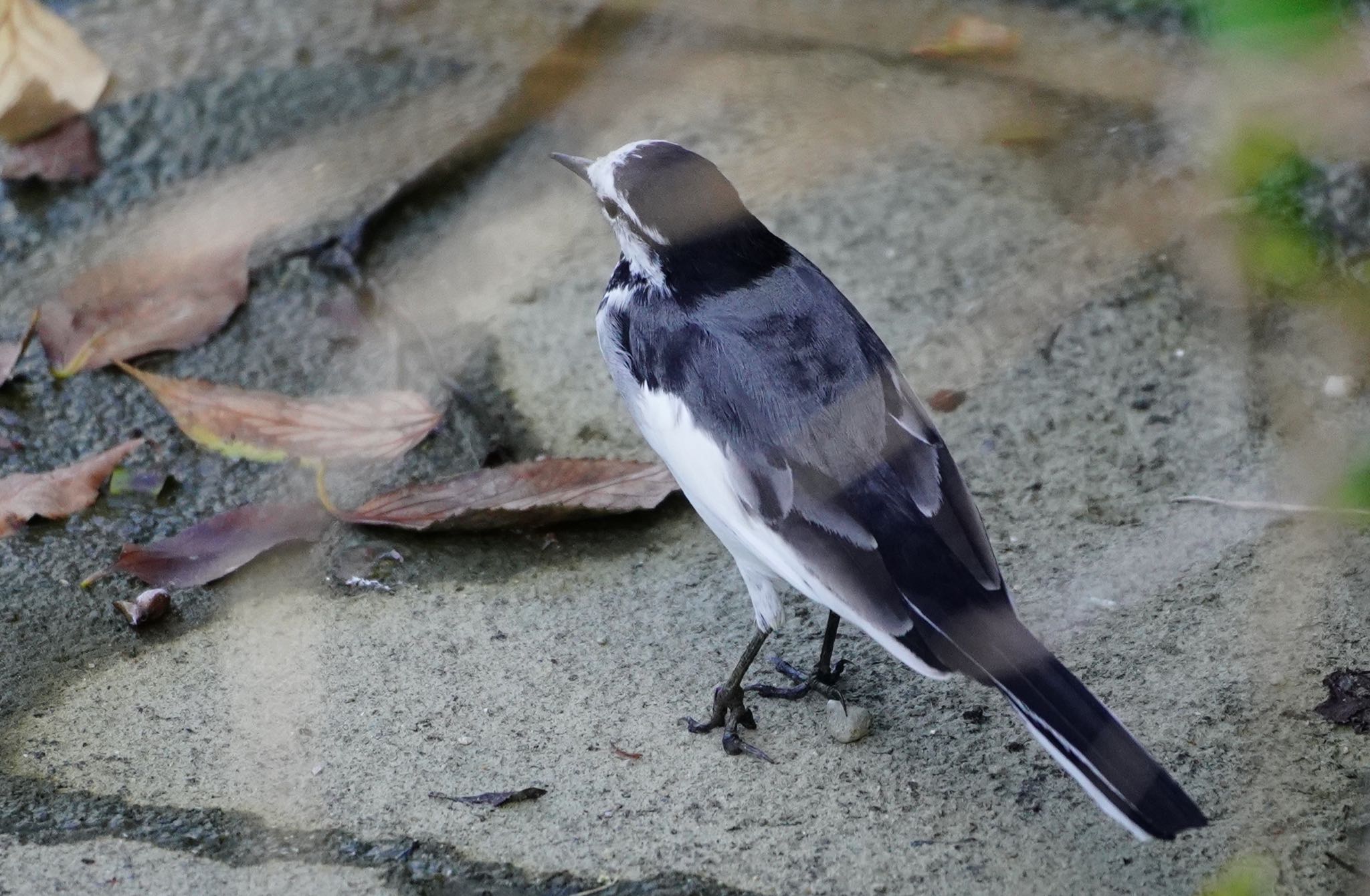 天王寺公園(大阪市) セグロセキレイの写真