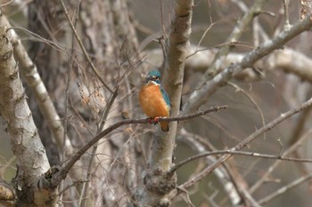 カワセミ 滋賀県希望が丘文化公園 2018年2月2日(金)