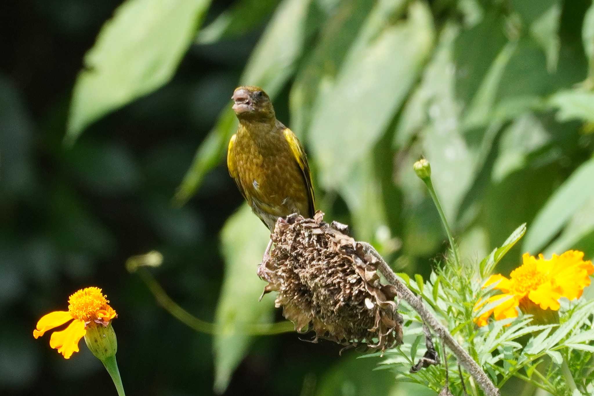 東京港野鳥公園 カワラヒワの写真