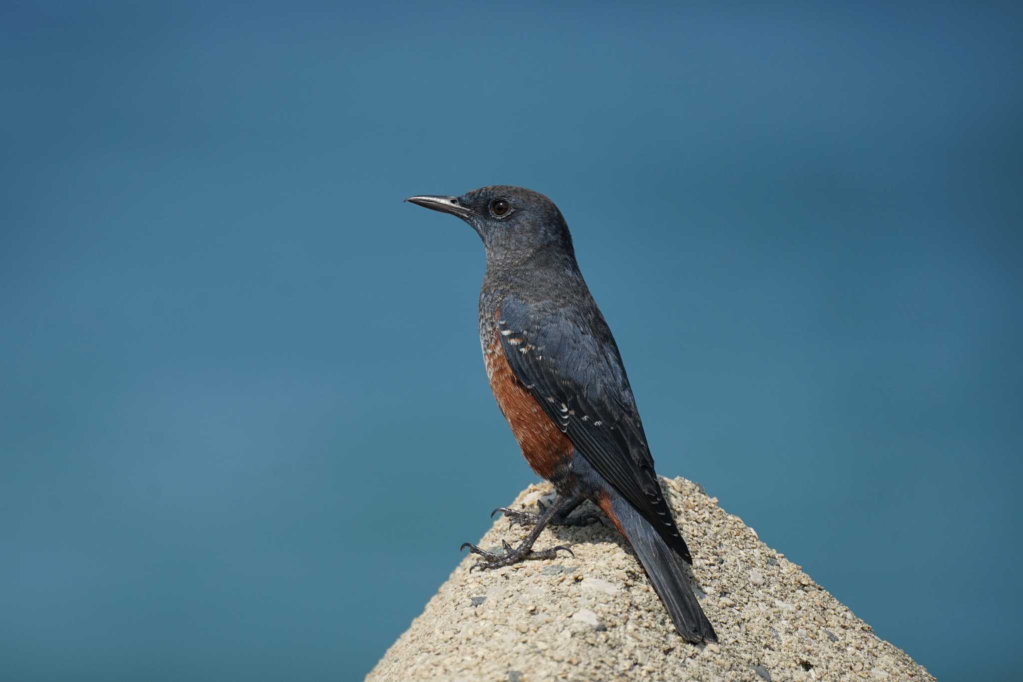 Blue Rock Thrush