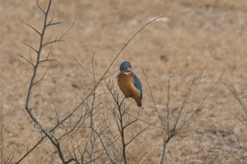 カワセミ 滋賀県希望が丘文化公園 2018年2月2日(金)