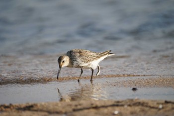 2022年9月16日(金) 飯梨川河口(島根県安来市)の野鳥観察記録