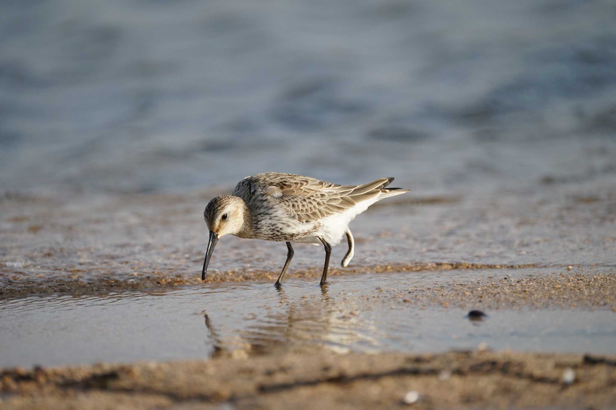 Photo of Dunlin at 飯梨川河口(島根県安来市) by ひらも