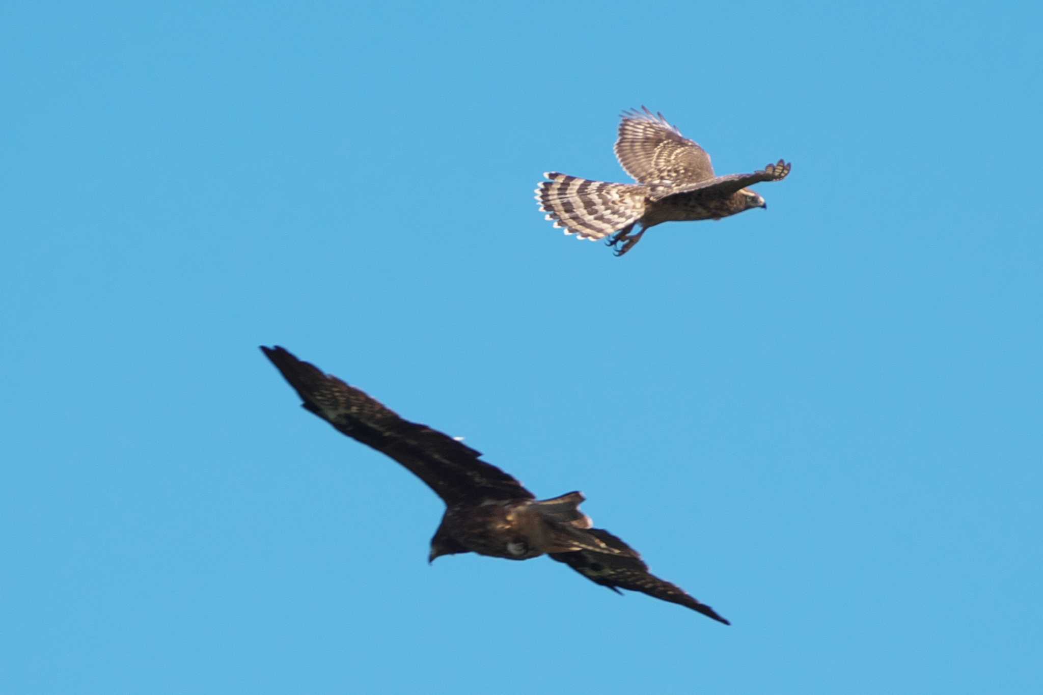 Photo of Eurasian Goshawk at 武山(神奈川県横須賀市) by Y. Watanabe