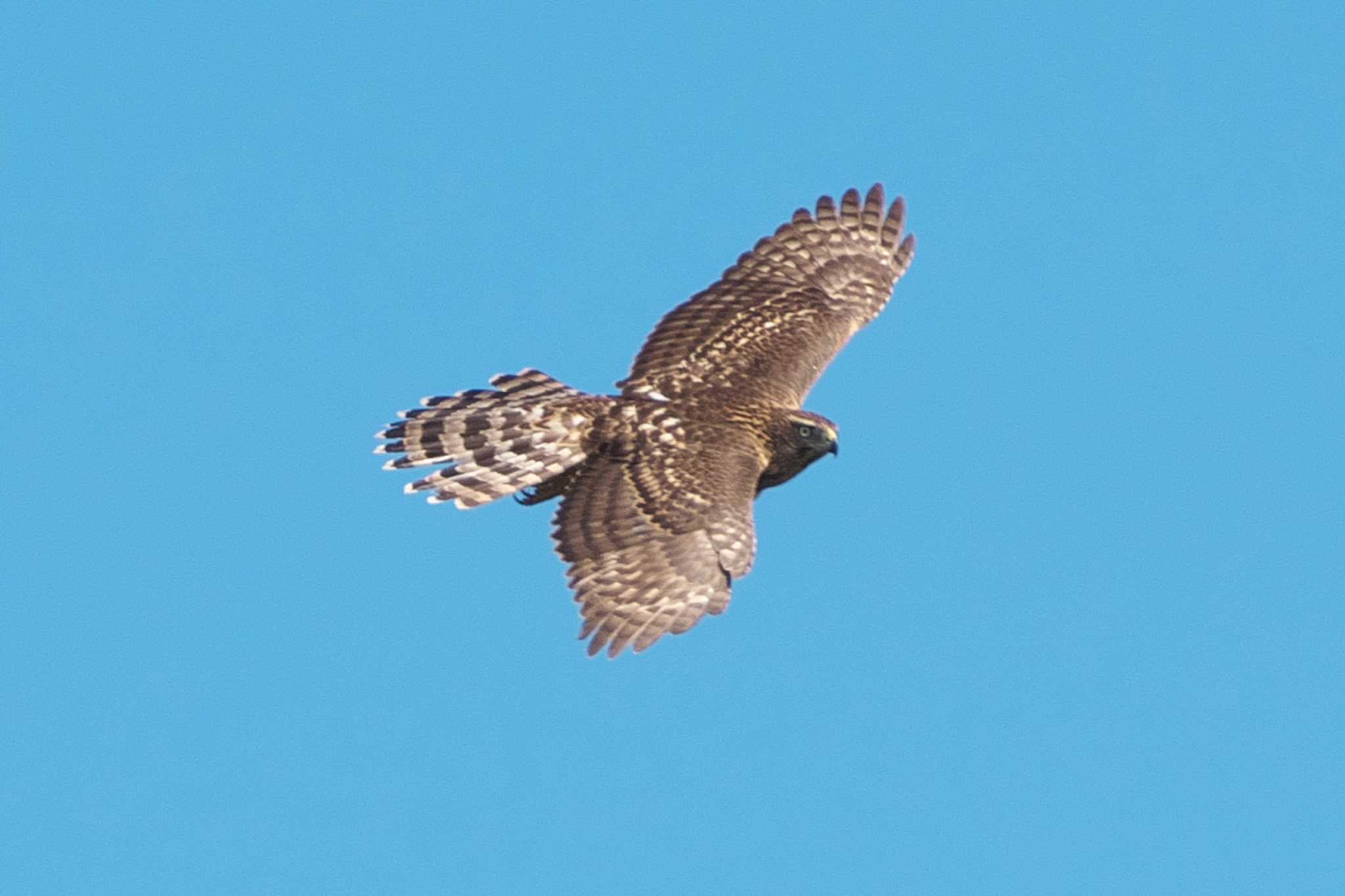 Photo of Eurasian Goshawk at 武山(神奈川県横須賀市) by Y. Watanabe