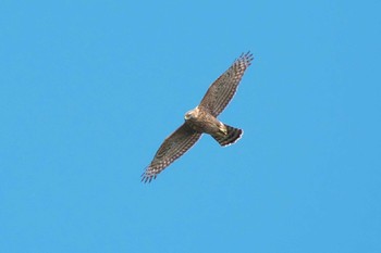 2022年9月16日(金) 武山(神奈川県横須賀市)の野鳥観察記録