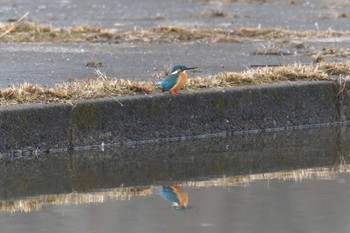 カワセミ 滋賀県希望が丘文化公園 2018年2月2日(金)