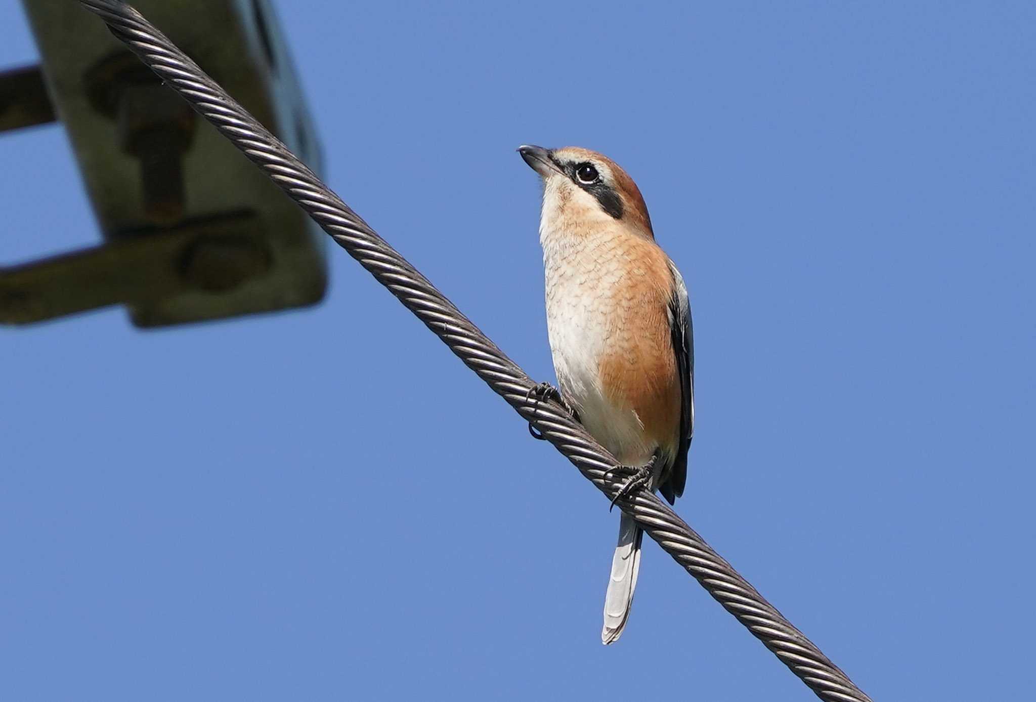 早くもモズの高鳴きのシーズンですか…