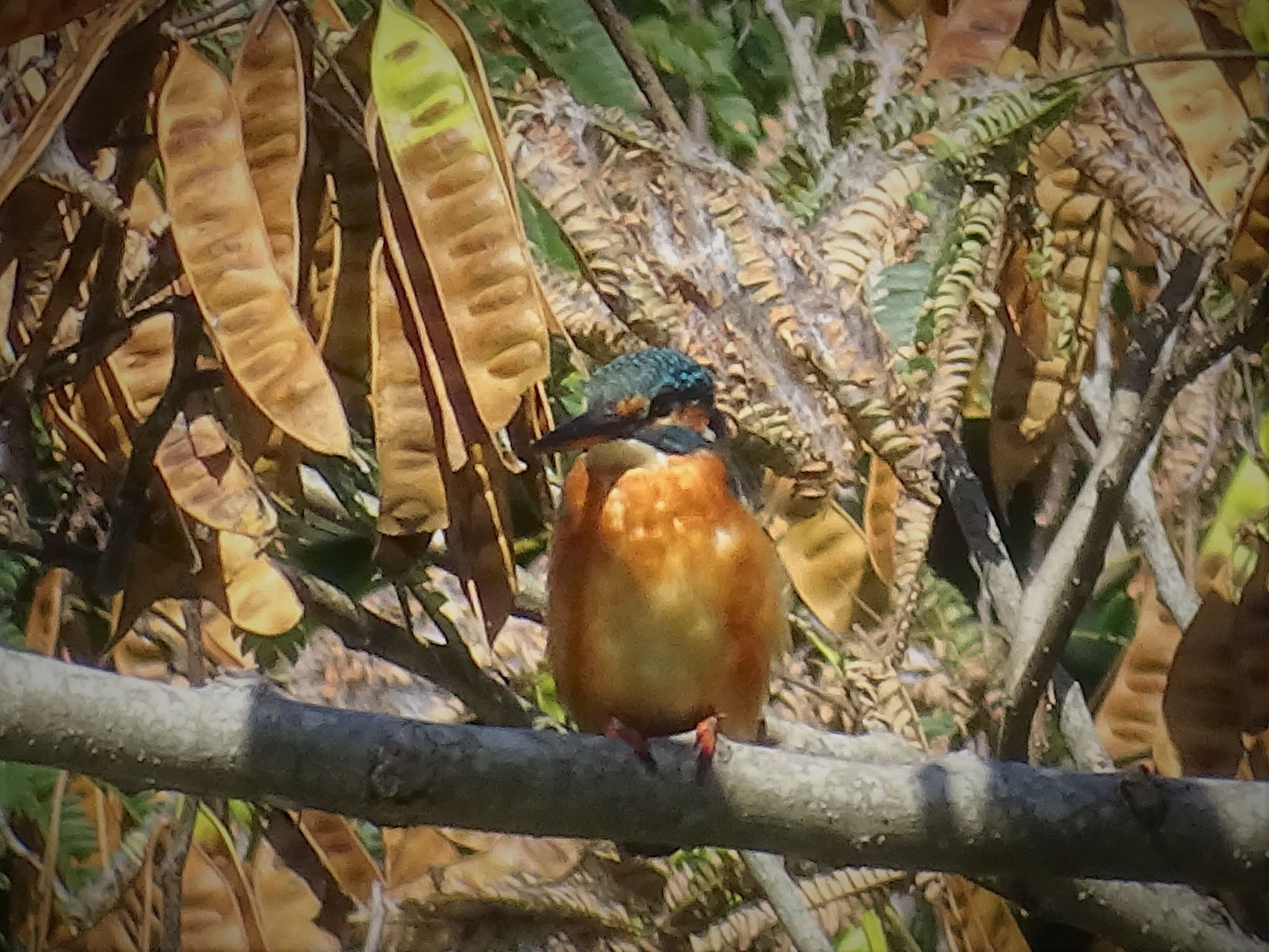 舞岡公園 カワセミの写真