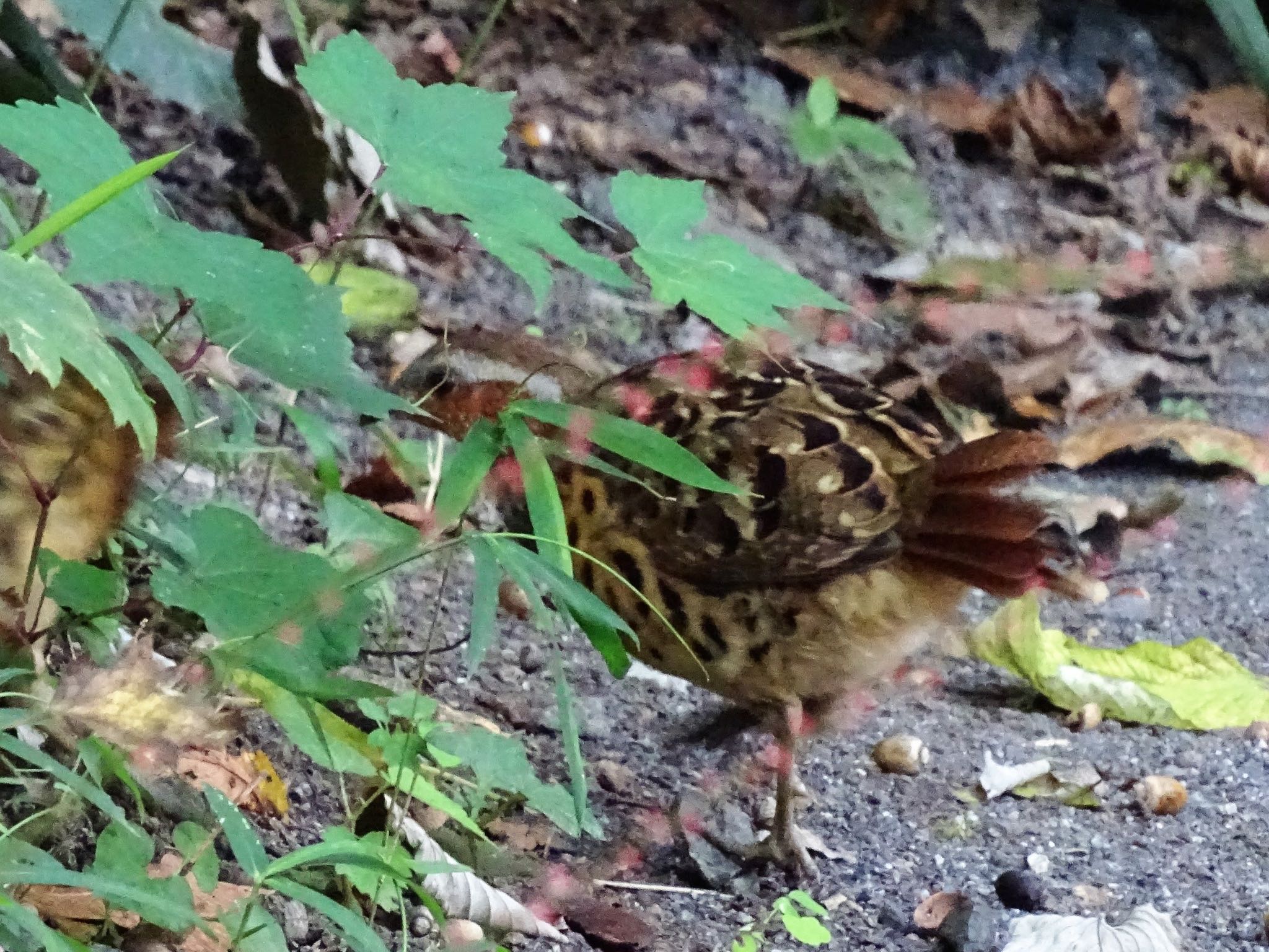 舞岡公園 コジュケイの写真