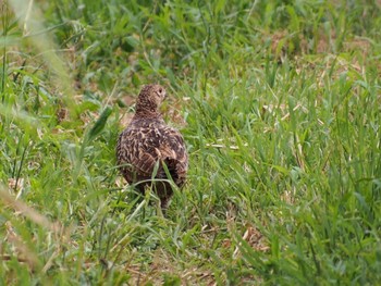 2022年9月16日(金) ふれあい松戸川の野鳥観察記録