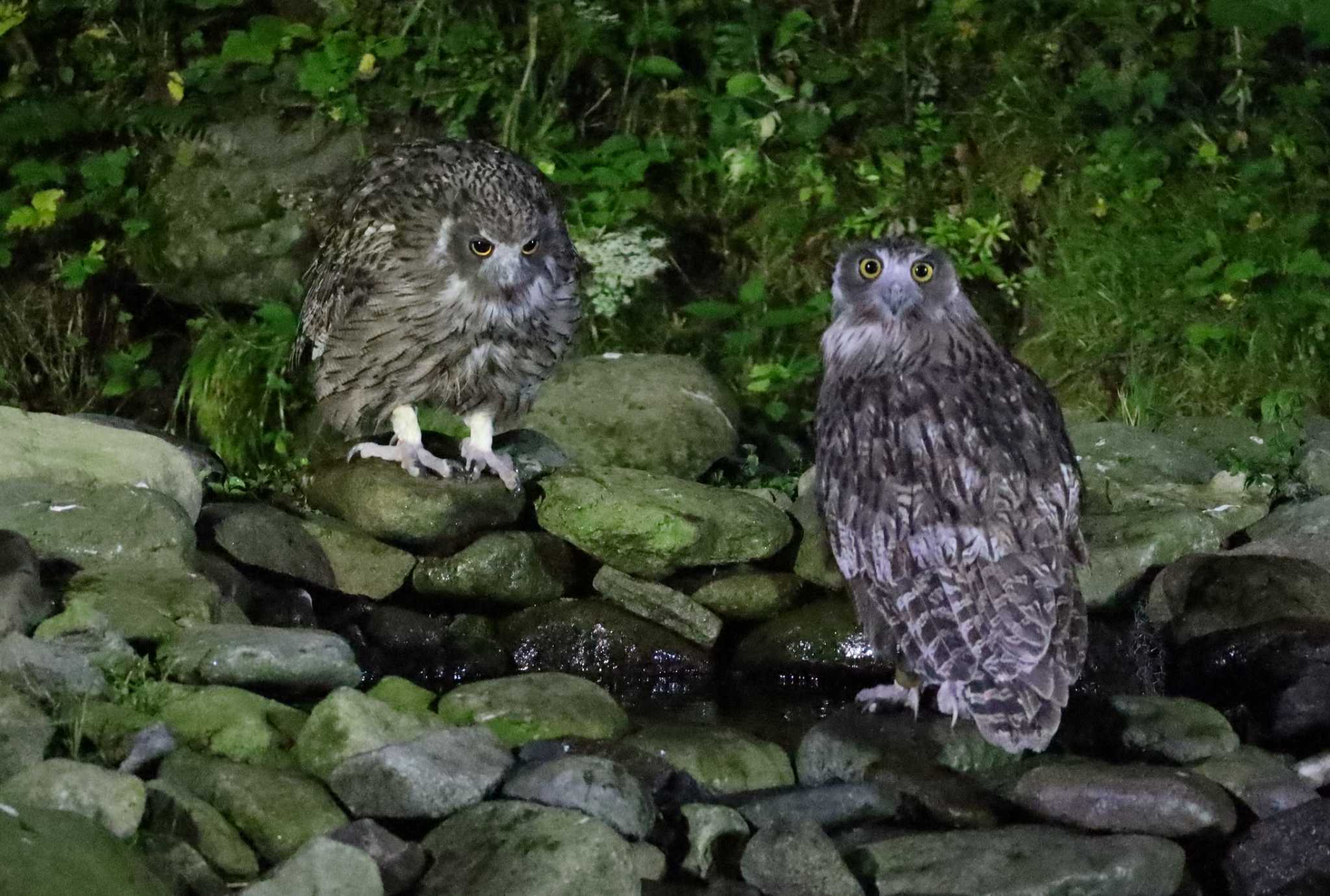 Photo of Blakiston's Fish Owl at 民宿 鷲の宿(羅臼) by どん3623