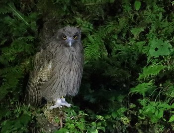 Blakiston's Fish Owl 民宿 鷲の宿(羅臼) Mon, 9/12/2022