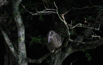 Blakiston's Fish Owl 民宿 鷲の宿(羅臼) Mon, 9/12/2022