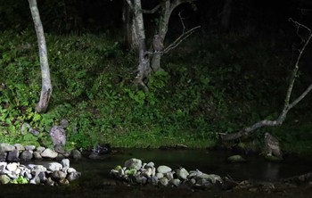 Blakiston's Fish Owl 民宿 鷲の宿(羅臼) Tue, 9/13/2022