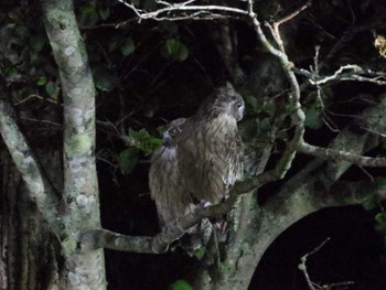 Blakiston's Fish Owl 民宿 鷲の宿(羅臼) Mon, 9/12/2022