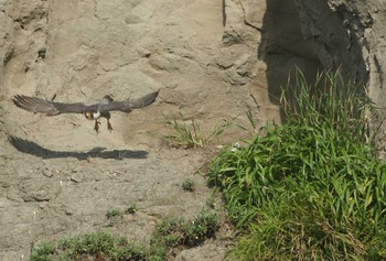 Peregrine Falcon Unknown Spots Unknown Date