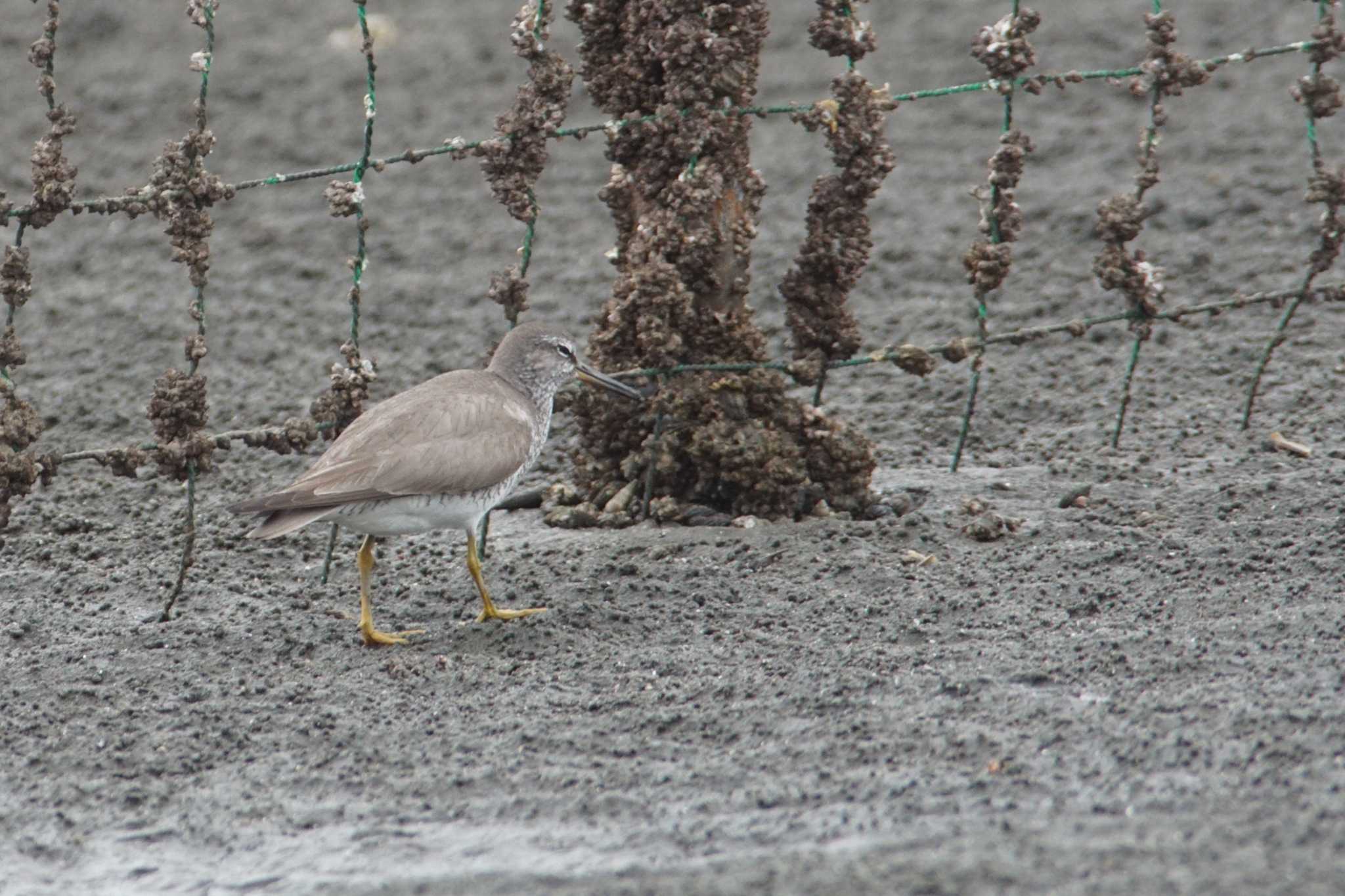 ふなばし三番瀬海浜公園 キアシシギの写真