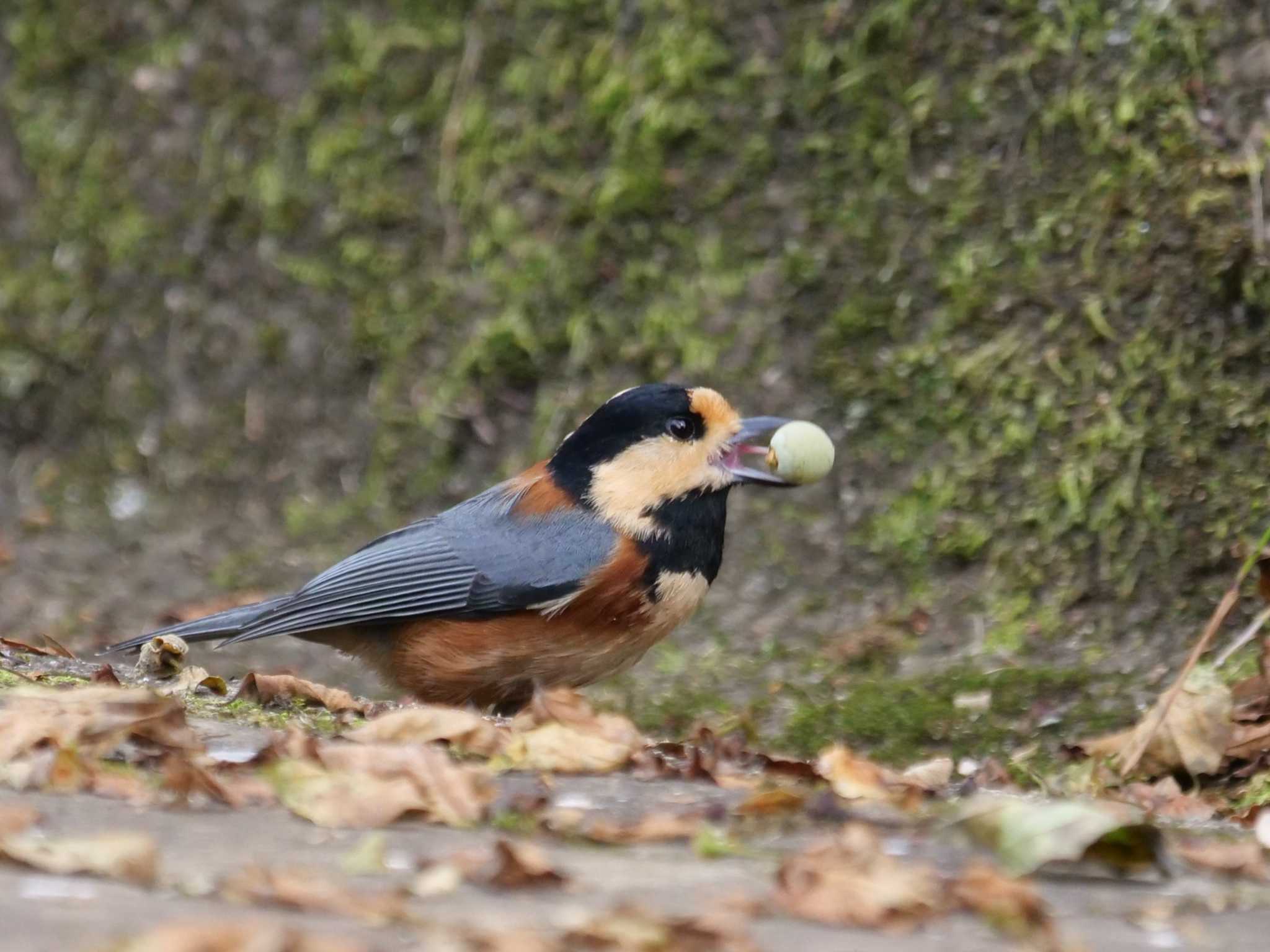 秩父 ヤマガラの写真