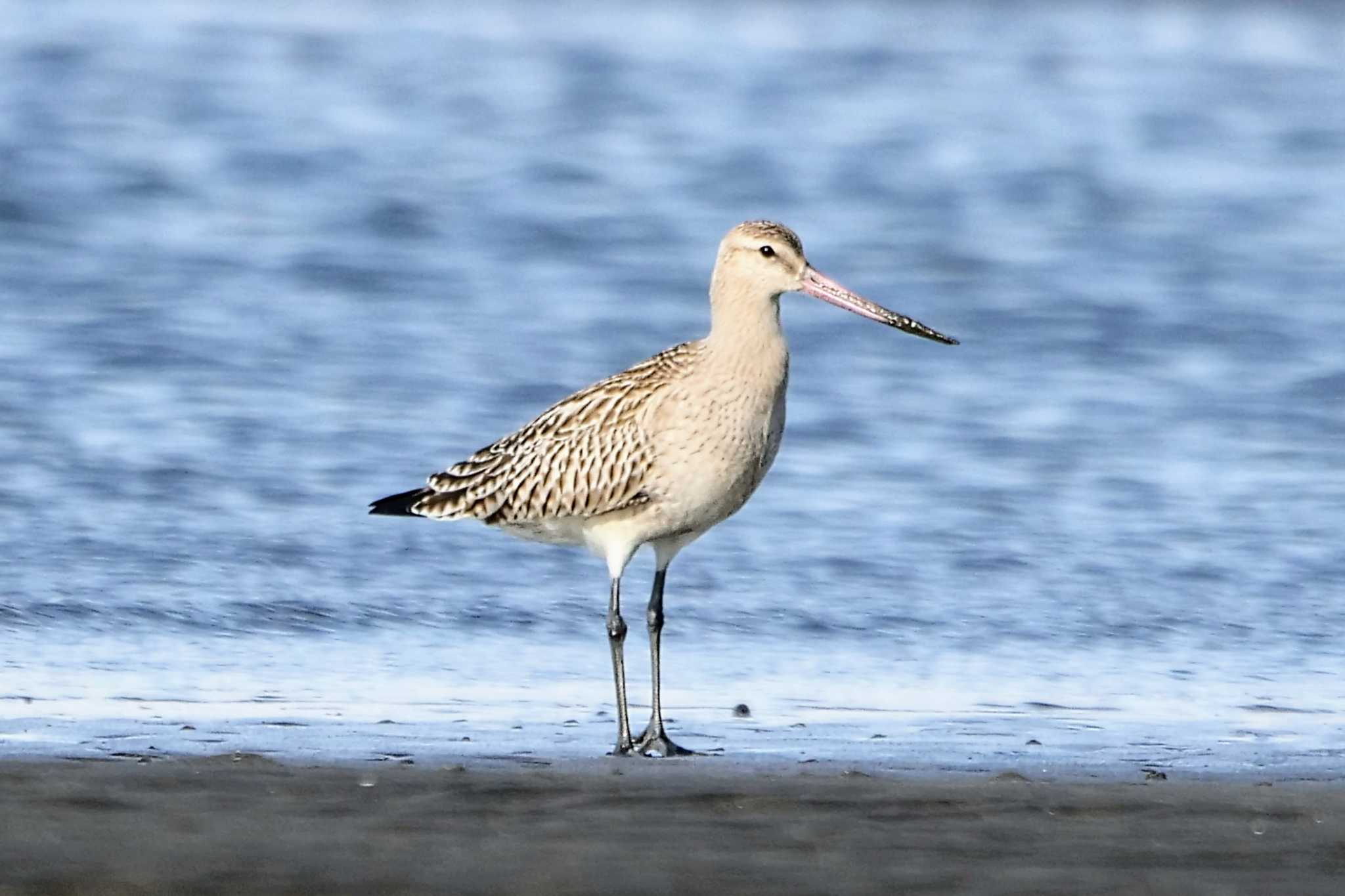 ふなばし三番瀬海浜公園 オオソリハシシギの写真