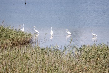 ダイサギ 大阪南港野鳥園 2022年9月11日(日)