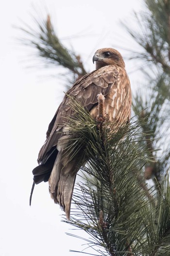 Black Kite 鴨川 Fri, 2/2/2018