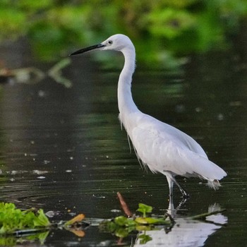 コサギ Bang Phra Non-Hunting area 2022年9月16日(金)