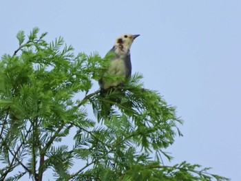 Chestnut-cheeked Starling みどりーな Sat, 9/17/2022