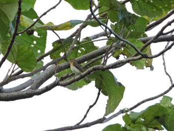 Mugimaki Flycatcher みどりーな Sat, 9/17/2022