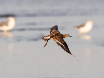 Ruff Sambanze Tideland Sat, 9/17/2022