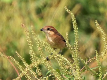 Bull-headed Shrike 神奈川県平塚市金目川 Sat, 9/17/2022