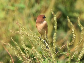 Bull-headed Shrike 神奈川県平塚市金目川 Sat, 9/17/2022