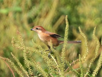 Bull-headed Shrike 神奈川県平塚市金目川 Sat, 9/17/2022