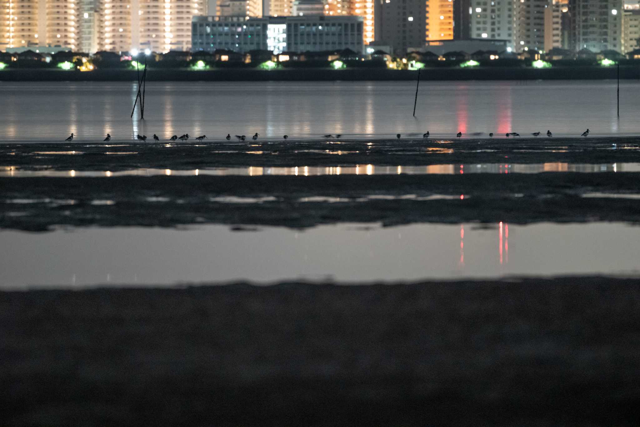 Photo of Eurasian Oystercatcher at Sambanze Tideland by ふなきち