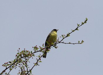 2013年5月25日(土) 戦場ヶ原の野鳥観察記録