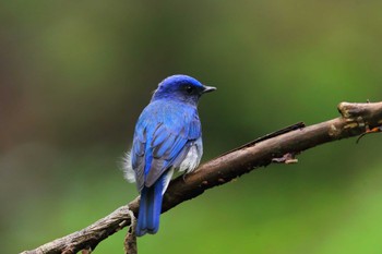 Blue-and-white Flycatcher Unknown Spots Sat, 9/10/2022