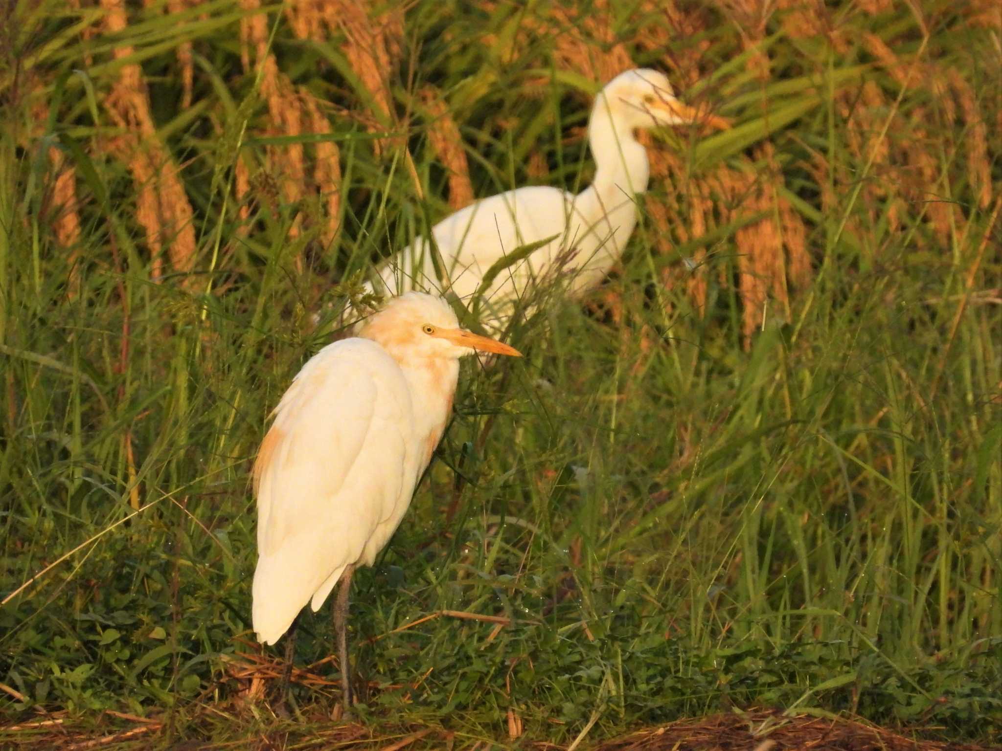 アマサギ