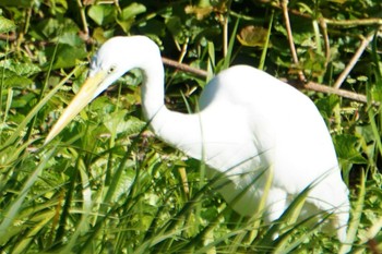 Great Egret 江津湖 Mon, 9/12/2022