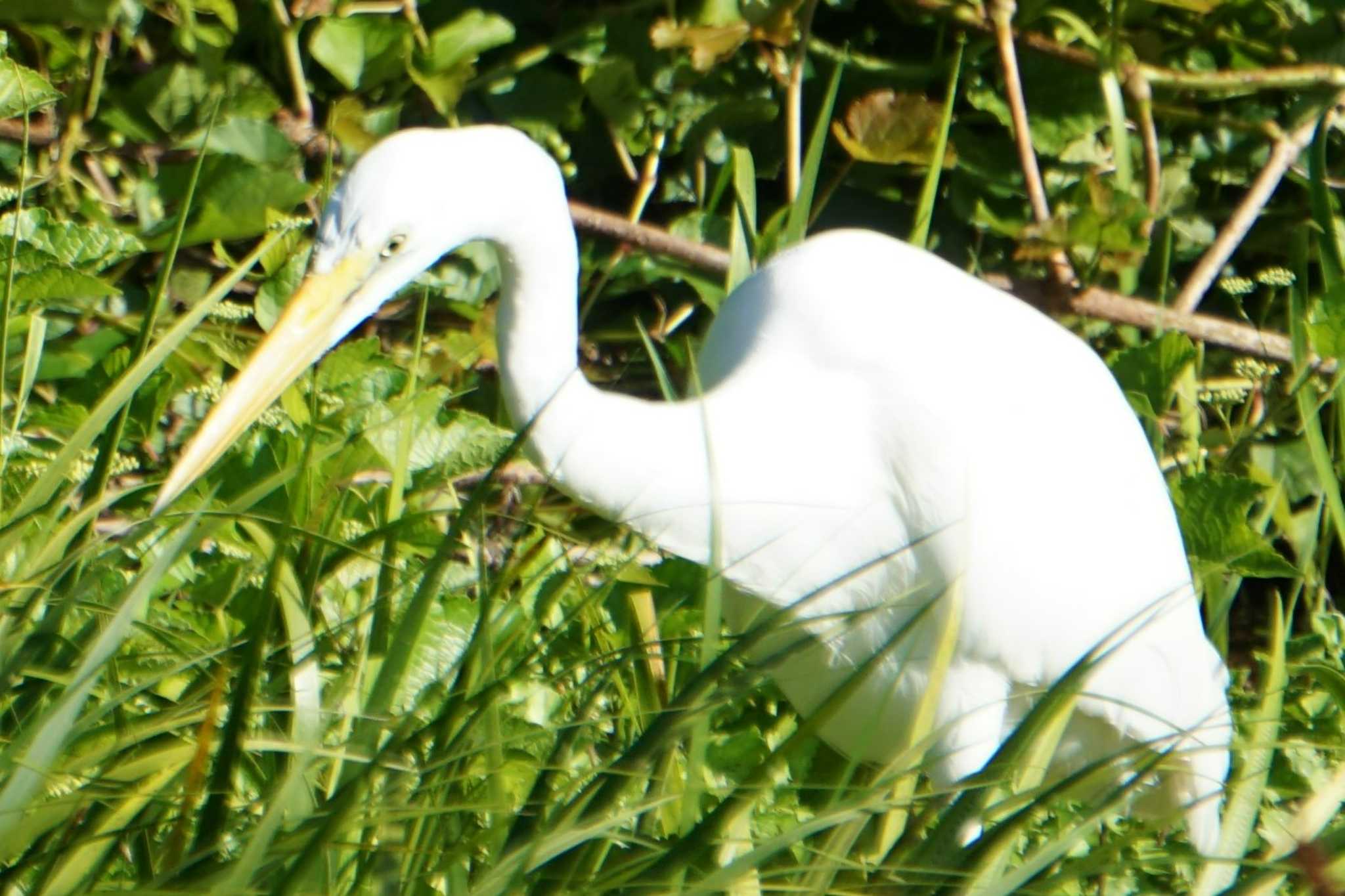Photo of Great Egret at 江津湖 by Joh