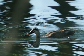 Eastern Spot-billed Duck 江津湖 Mon, 9/12/2022