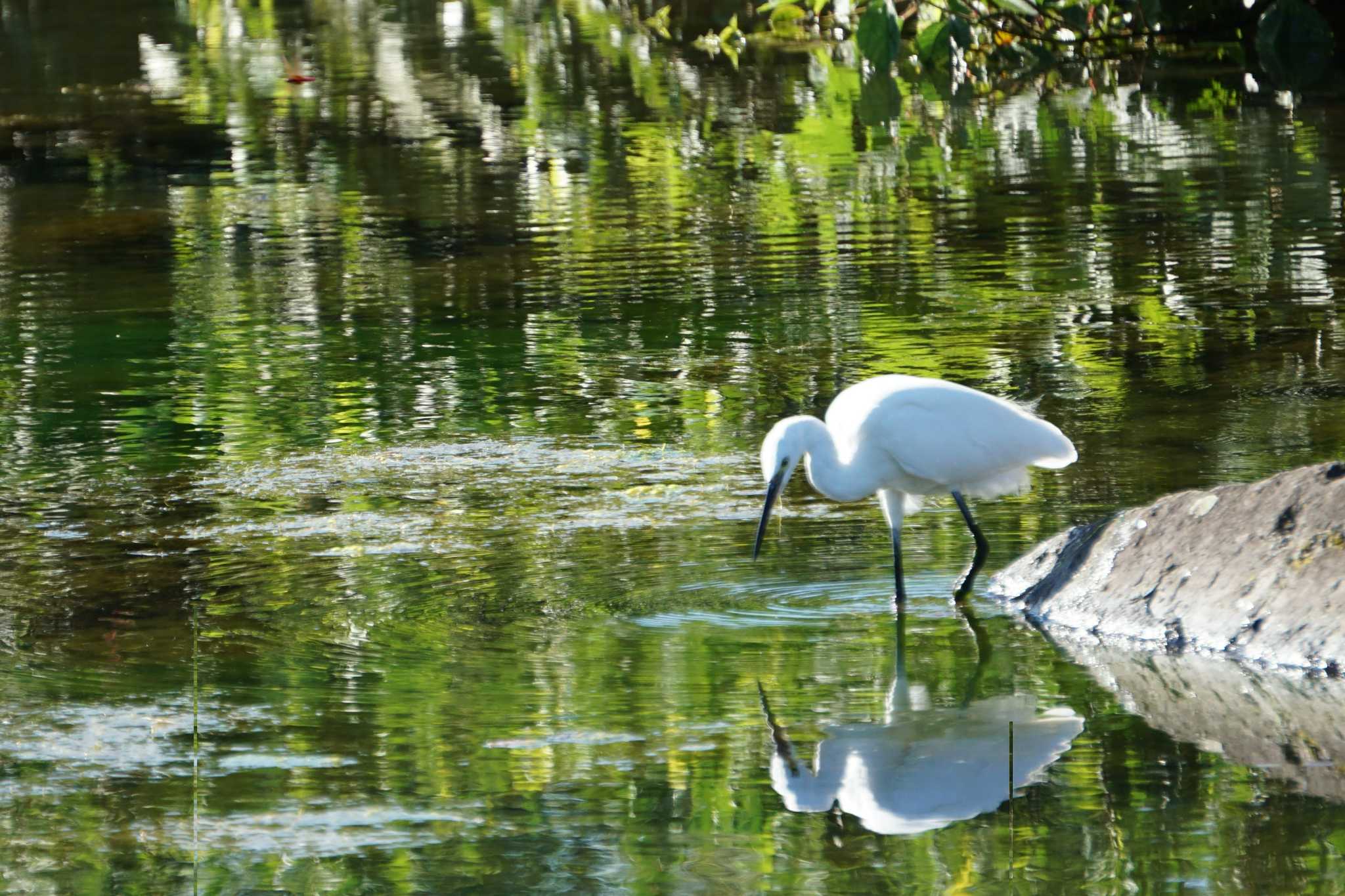 Photo of Little Egret at 江津湖 by Joh