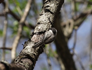 Willow Tit Karuizawa wild bird forest Wed, 4/29/2015