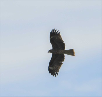 トビ 東京港野鳥公園 2022年9月17日(土)