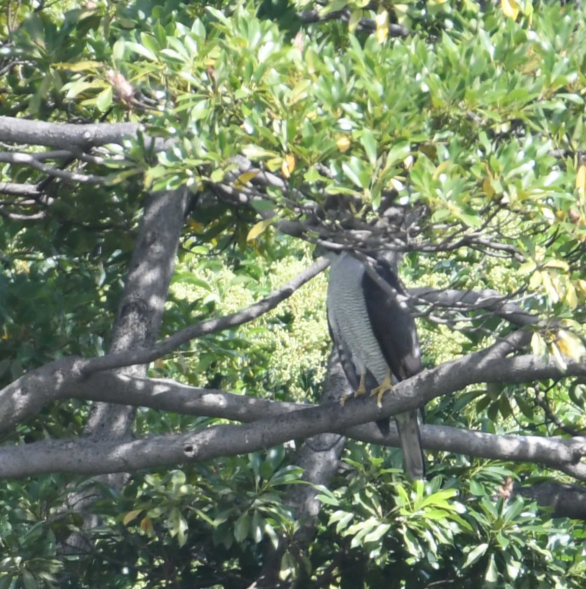 東京港野鳥公園 オオタカの写真 by エスパシオ