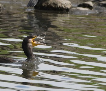 カワウ 東京港野鳥公園 2022年9月17日(土)