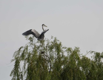 アオサギ 東京港野鳥公園 2022年9月17日(土)