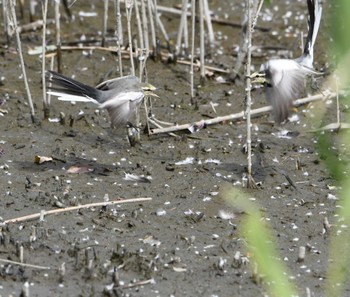 ハクセキレイ 東京港野鳥公園 2022年9月17日(土)